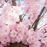 Cseresznyevirág - Boldogság: az igazi kincs